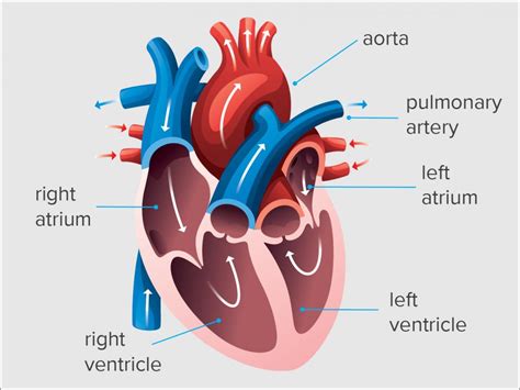end diastolic volume
